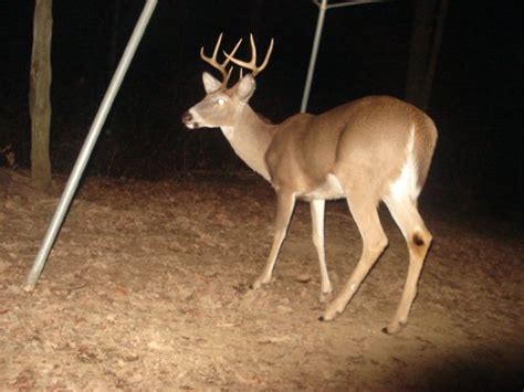 November 28th Deer Photos