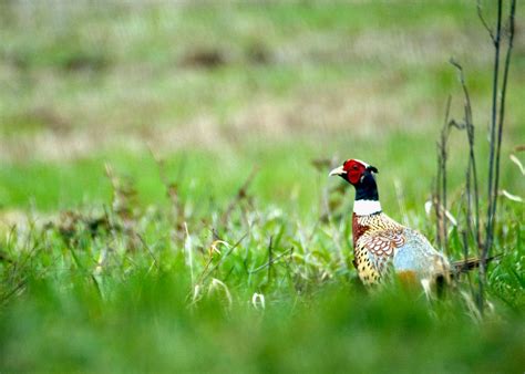 Upland Bird Hunting | Page 2 of 7 | Outdoor Life