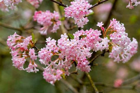 Viburnum × bodnantense 'Dawn' (Bodnant Viburnum)