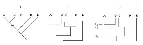 Cladogram (I), Phylogram (II), Dendrogram (III). | Download Scientific ...