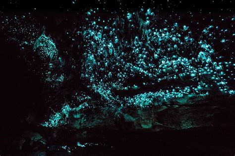 See One of New Zealand's Coolest Attractions: The Glowing Waitomo Caves