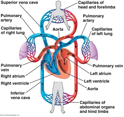 Mammalian Circulatory System - Biology Ease