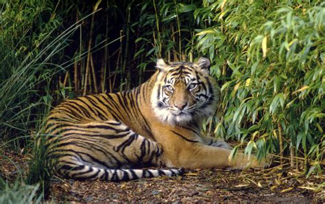 Body part by body part, Sumatran Tigers are being sold into extinction ...