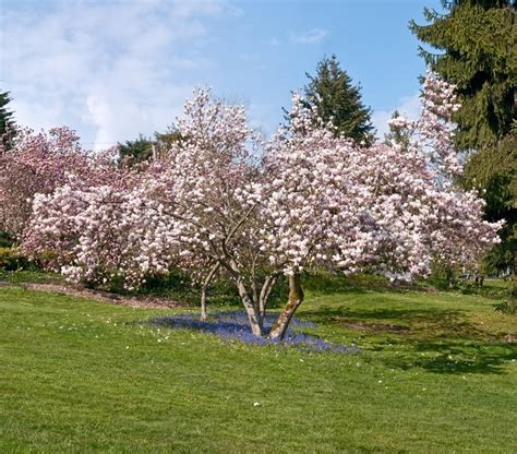 Magnolia Tree Types, Planting & Care | Garden Design