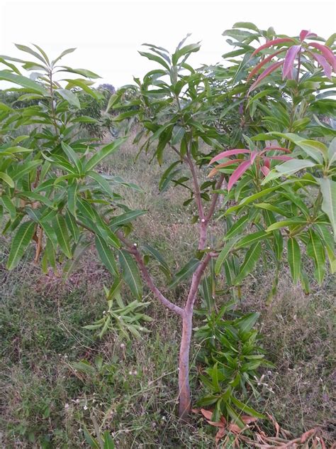 Techie2Aggie: Pruning Mango : Season 2