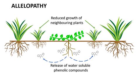 Let's talk problem weeds: Common chickweed | FMC Ag CA