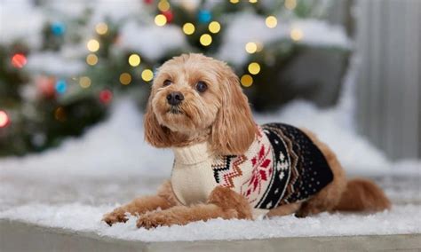 Do Dogs Need Sweaters and Coats in Winter? | BeChewy