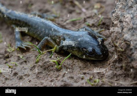 Arizona Tiger Salamander (Ambystoma mavortium nebulosum) from Mesa ...