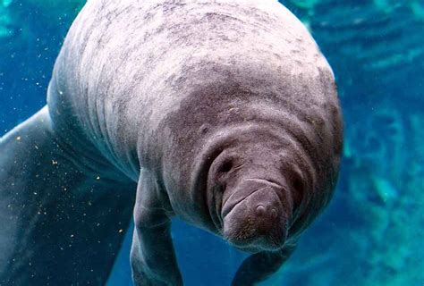 Manatee Deaths from Boats in Florida Break Record in 2018