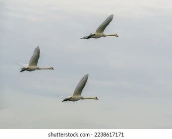 23,940 Swan Flying In Stock Photos, Images & Photography | Shutterstock