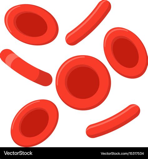 Red blood cells Royalty Free Vector Image - VectorStock