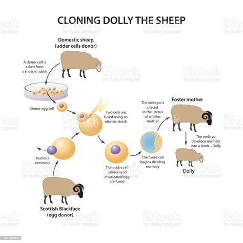 Cloningsheep Stock Illustration - Download Image Now - Sheep, Cloning ...