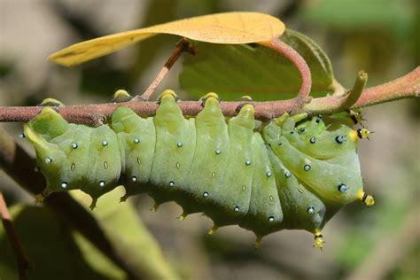 Ceanothus Silk Moth caterpillar on Coffeeberry - a photo on Flickriver