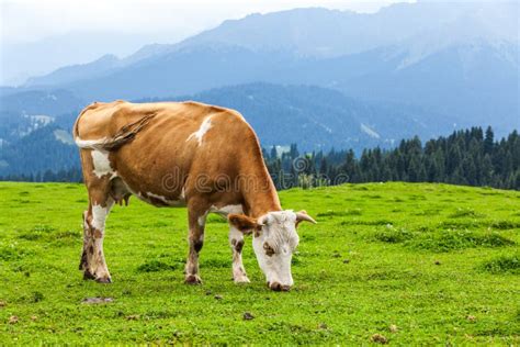 Cow eating grass stock image. Image of meadow, agriculture - 127655951