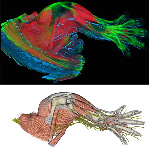 Lizard muscle reference. Study of the muscles in a lizards shoulder and ...