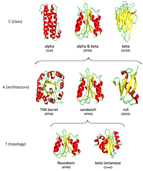 File:CATH hierarchy.png - Wikimedia Commons