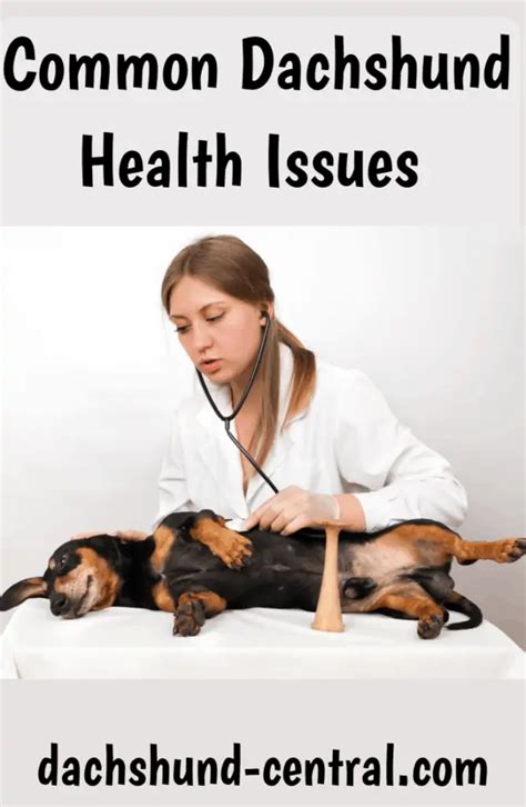 Common health problems in dachshunds - dachshund-central