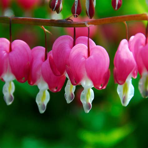 Buy Old Fashioned Bleeding Heart Plant | Dicentra Spectabilis – Easy To ...