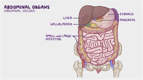 Anatomy of the abdominal viscera: Innervation of the abdominal viscera ...