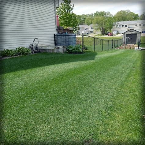 Ryan Knorr Lawn Care Elite Kentucky Bluegrass – Ryan Knorr Lawn Care