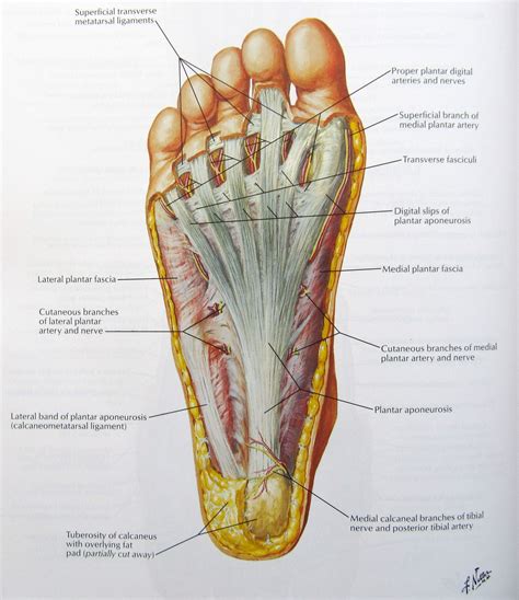 Human Foot Bones Diagram