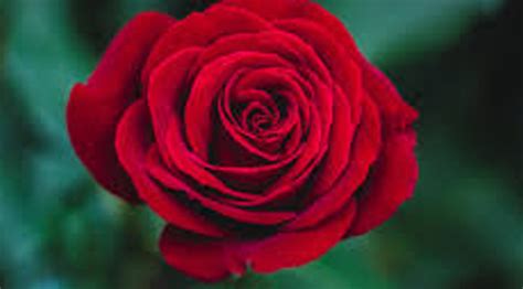 A Red Red Rose Poem - Full Text Of Poem Written By Robert Burns