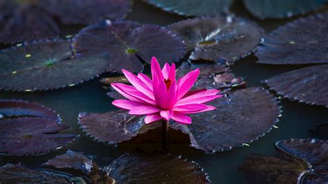 4k Lotus Flower Wallpapers - Wallpaper Cave