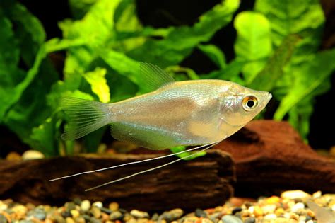 Moonlight Gourami: Care, Size, Tank Mates & More - Fish Laboratory