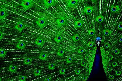 🔥 Download Wallpaper Of Peacock Feathers HD by @vrangel | Peacock ...