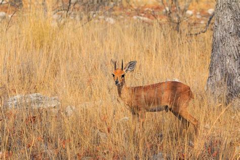 Dik-dik in Natural Habitat in Etosha National Park in Namibia Stock ...