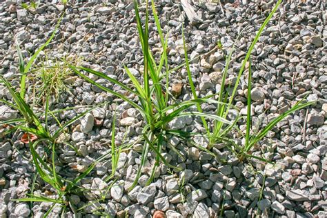 Nutgrass Control - Tree Top Nursery & Landscape Inc.