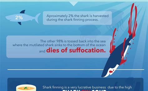 Facts Behind Shark Finning [Infographic] - Best Infographics