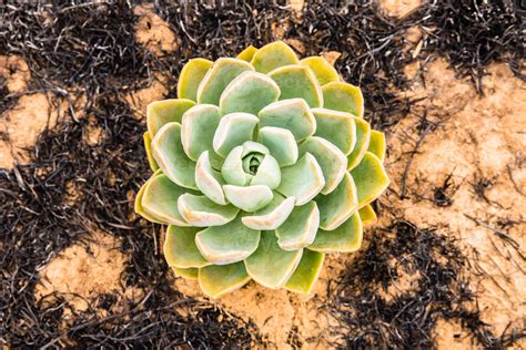 Desert Rose from The Ashes 1316957 Stock Photo at Vecteezy