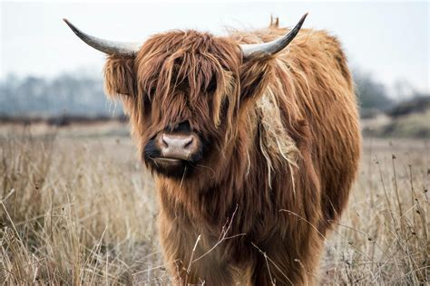 Brown Yak · Free Stock Photo