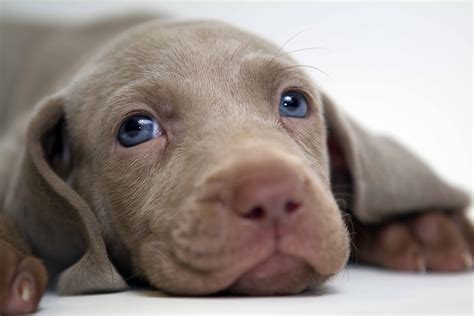 Weimaraner: Everything You Need to Know - All Big Dog Breeds