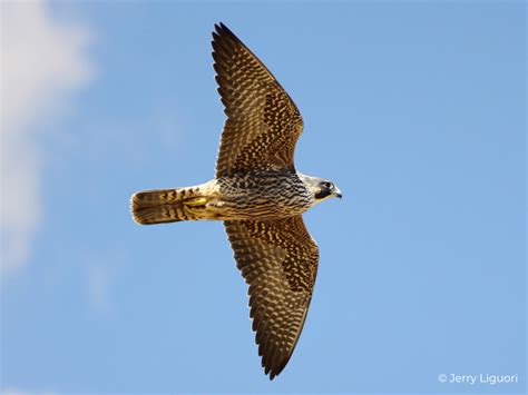 Peregrine Falcon Fact Sheet – HawkWatch International