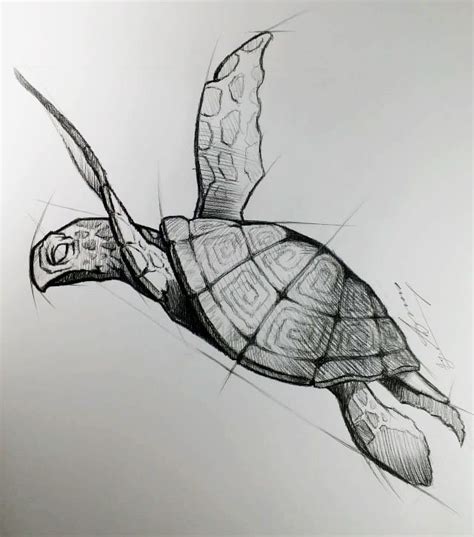 Turtle Art | Animal drawings sketches, Turtle art, Turtle drawing