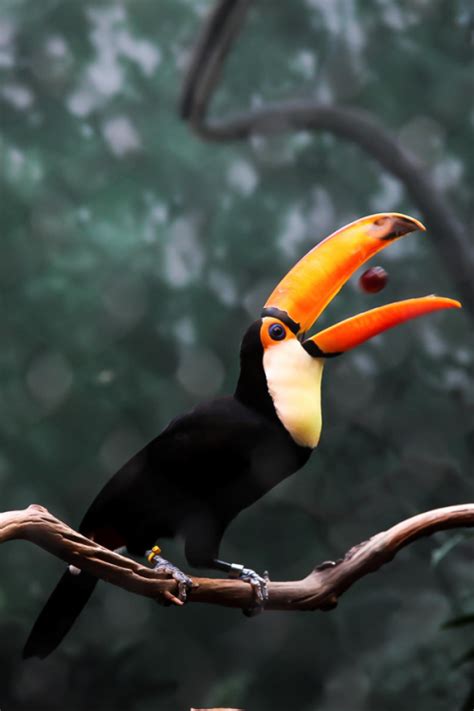 Amazon Rainforest Toucan | RAINFOREST ANIMAL