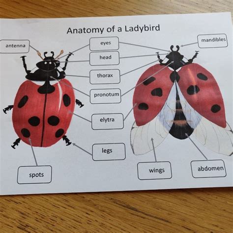 Ladybug Anatomy Diagram