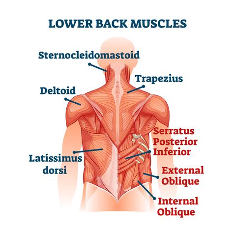 About The Spine Muscle Diagram Back Muscles Lower Back Muscles Anatomy ...