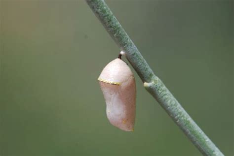 queen butterfly chrysalis – Growing With Science Blog