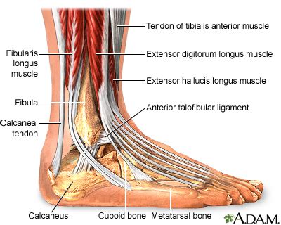 Ankle anatomy: MedlinePlus Medical Encyclopedia Image