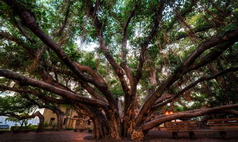 Banyan-Tree-Lahaina | Unusual Places