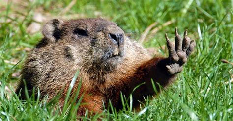 What Do Woodchucks Eat? - A-Z Animals