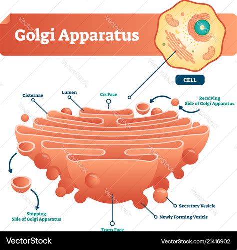 Golgi apparatus labeled scheme Royalty Free Vector Image