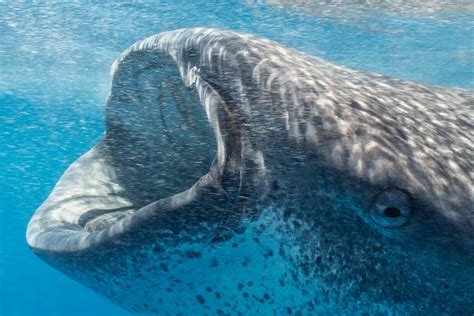 3 Species of Filter Feeding Sharks to Know