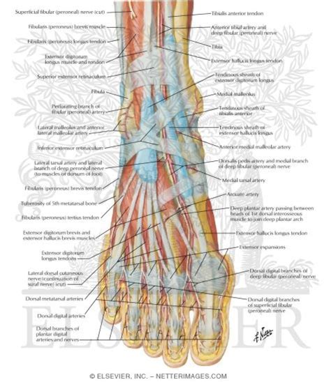 Muscles, Arteries, and Nerves of Front of Ankle and Dorsum of Foot ...