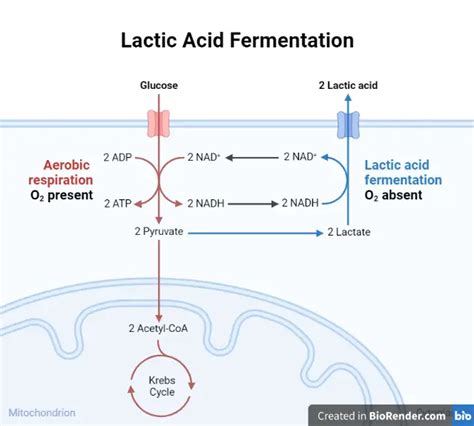 Lactic Acid Fermentation • Microbe Online