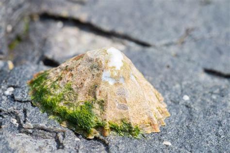 Common Limpet - Facts, Habitat, Diet, Conservation, & More - American ...