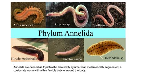 Annelids Examples